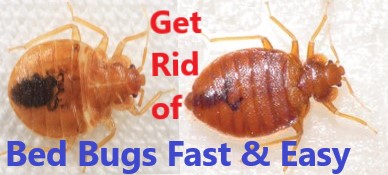 How to Get Rid of Bed Bugs Fast and Easy at Your Home